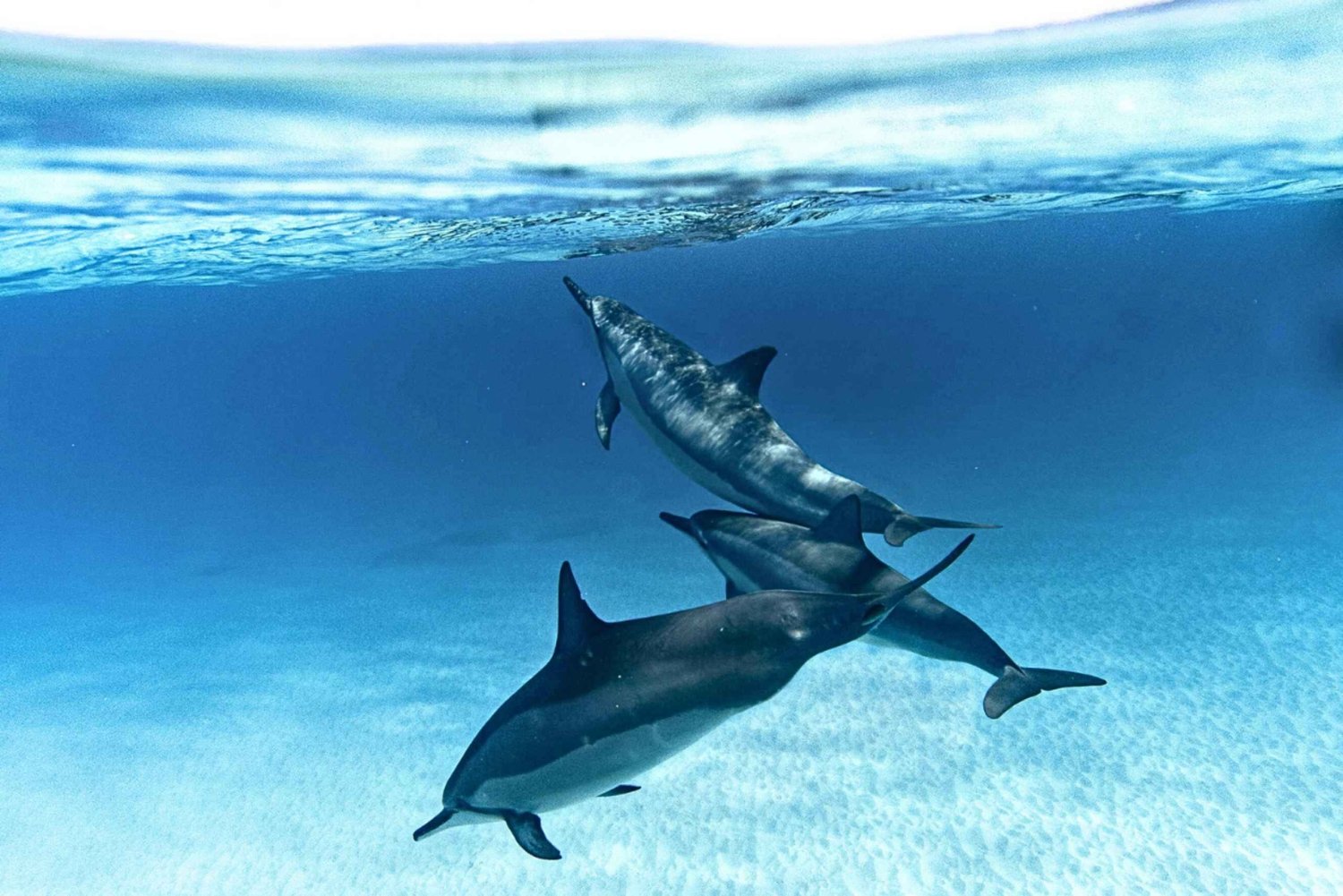 Zanzibar : Nage avec les dauphins et snorkeling sur les coraux