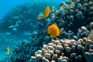 Занзибар: плавание с дельфинами и сноркелинг на коралловых рифах — с уважением