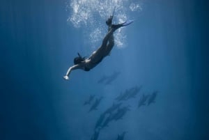 Занзибар: плавание с дельфинами и сноркелинг на коралловых рифах — с уважением