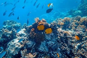 Занзибар: плавание с дельфинами и сноркелинг на коралловых рифах — с уважением