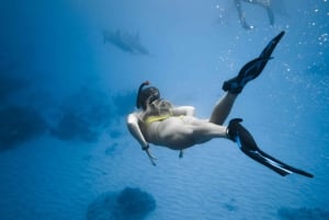 Занзибар: плавание с дельфинами и сноркелинг на коралловых рифах — с уважением