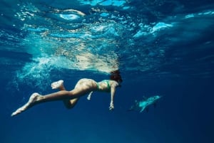 Занзибар: плавание с дельфинами и сноркелинг на коралловых рифах — с уважением