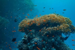 Занзибар: плавание с дельфинами и сноркелинг на коралловых рифах — с уважением