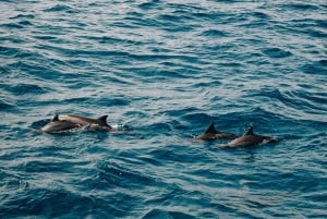 Занзибар: плавание с дельфинами и сноркелинг на коралловых рифах — с уважением