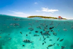 Занзибар: плавание с дельфинами и сноркелинг на коралловых рифах — с уважением