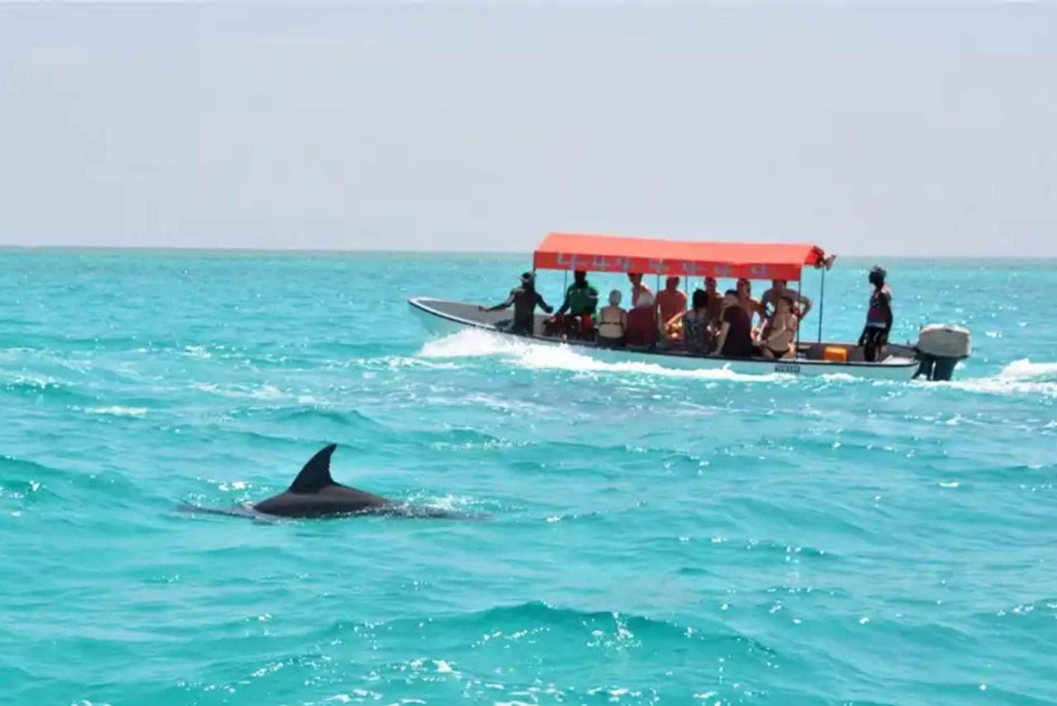 Zanzibar : excursion avec dauphins à l'île de Mnemba et au lagon des tortues