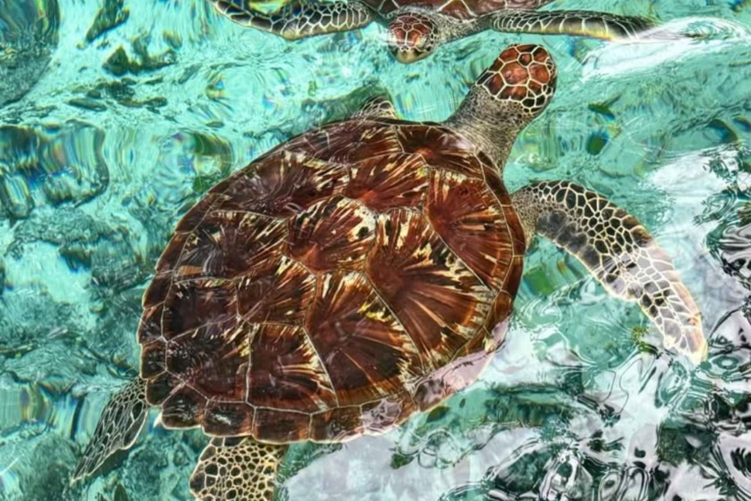 Zanzibar : excursion avec dauphins à l'île de Mnemba et au lagon des tortues