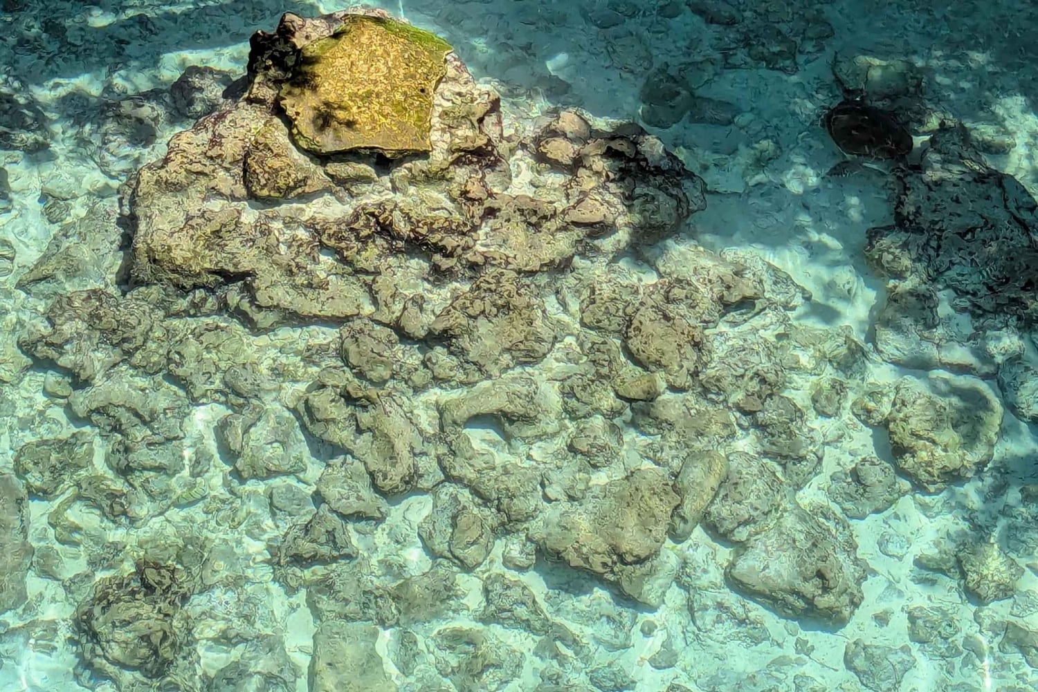 Zanzibar : excursion avec dauphins à l'île de Mnemba et au lagon des tortues