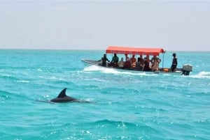 Zanzibar : excursion avec dauphins à l'île de Mnemba et au lagon des tortues