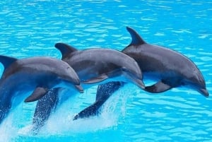 Zanzibar : excursion avec dauphins à l'île de Mnemba et au lagon des tortues