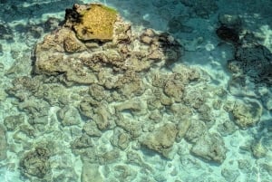 Zanzibar : excursion avec dauphins à l'île de Mnemba et au lagon des tortues