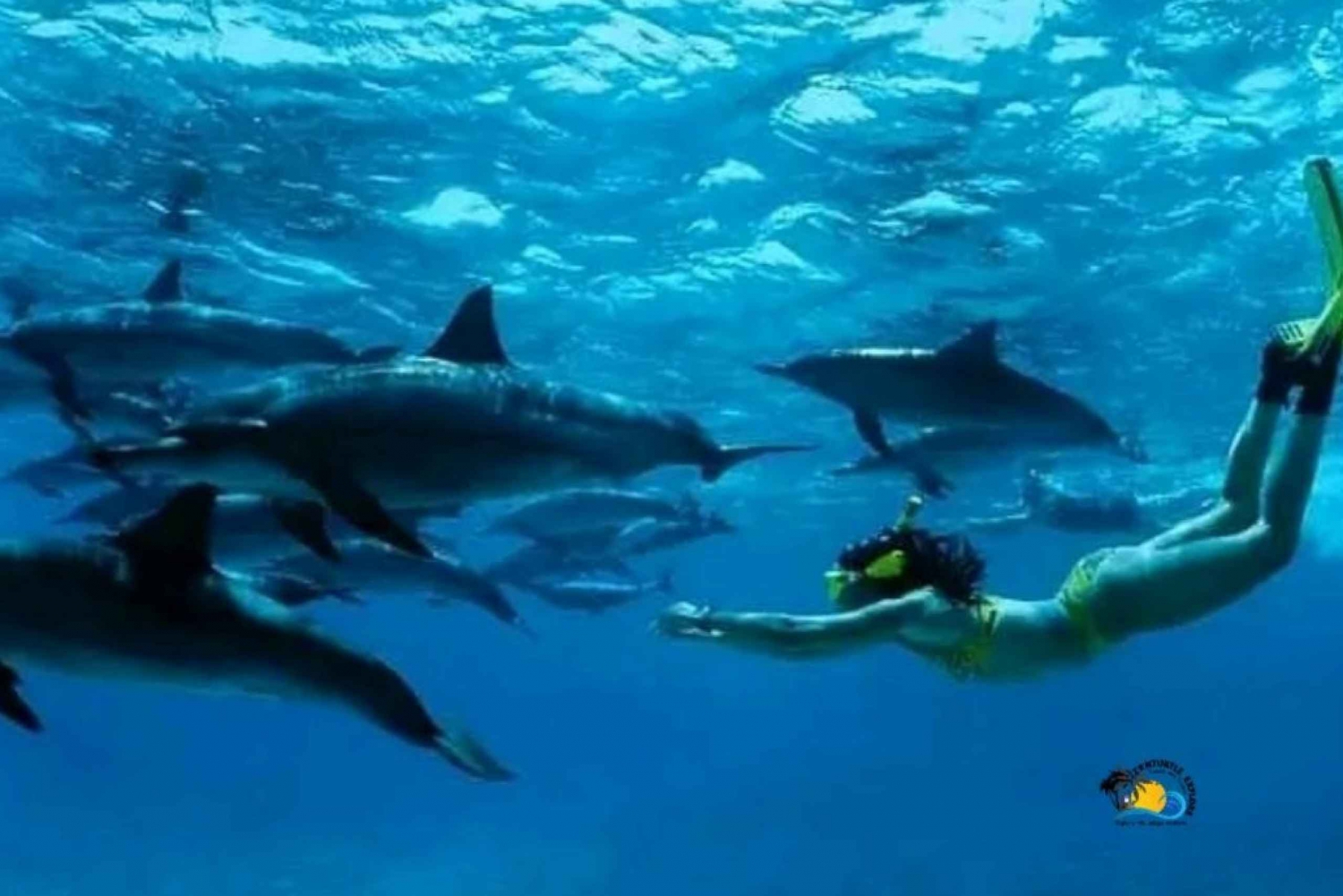Zanzibar : Visite des dauphins avec plongée en apnée et visite des bancs de sable