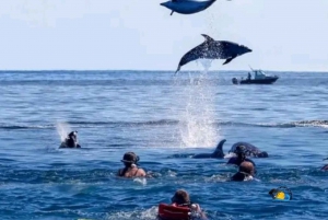 Zanzibar : Visite des dauphins avec plongée en apnée et visite des bancs de sable