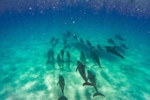 EXCURSION D'OBSERVATION DES DAUPHINS À KIZIMKAZI, ZANZIBAR