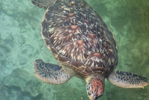Zanzibar-delfiner + snokling ved mnemba med svømmende kalkuner