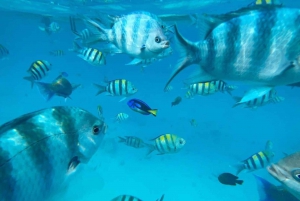 Zanzibar-delfiner + snokling ved mnemba med svømmende kalkuner