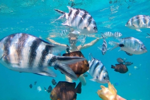 Zanzibar-delfiner + snokling ved mnemba med svømmende kalkuner