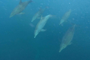 Zanzibar-delfiner + snokling ved mnemba med svømmende kalkuner