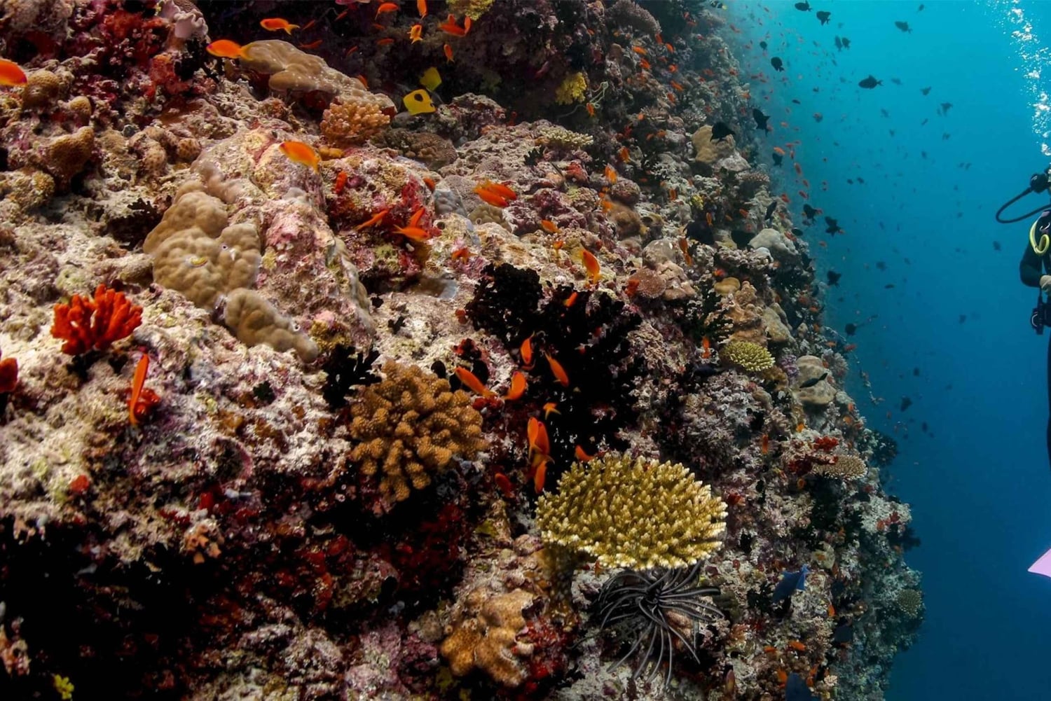 Zanzibar: Delfiinit ja snorklausparatiisi Mnemban atollilla