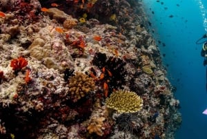 Zanzibar: Delfiinit ja snorklausparatiisi Mnemban atollilla