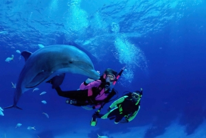 Zanzibar: Delfiinit ja snorklausparatiisi Mnemban atollilla