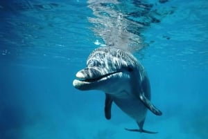 Zanzibar: Delfiinit ja snorklausparatiisi Mnemban atollilla