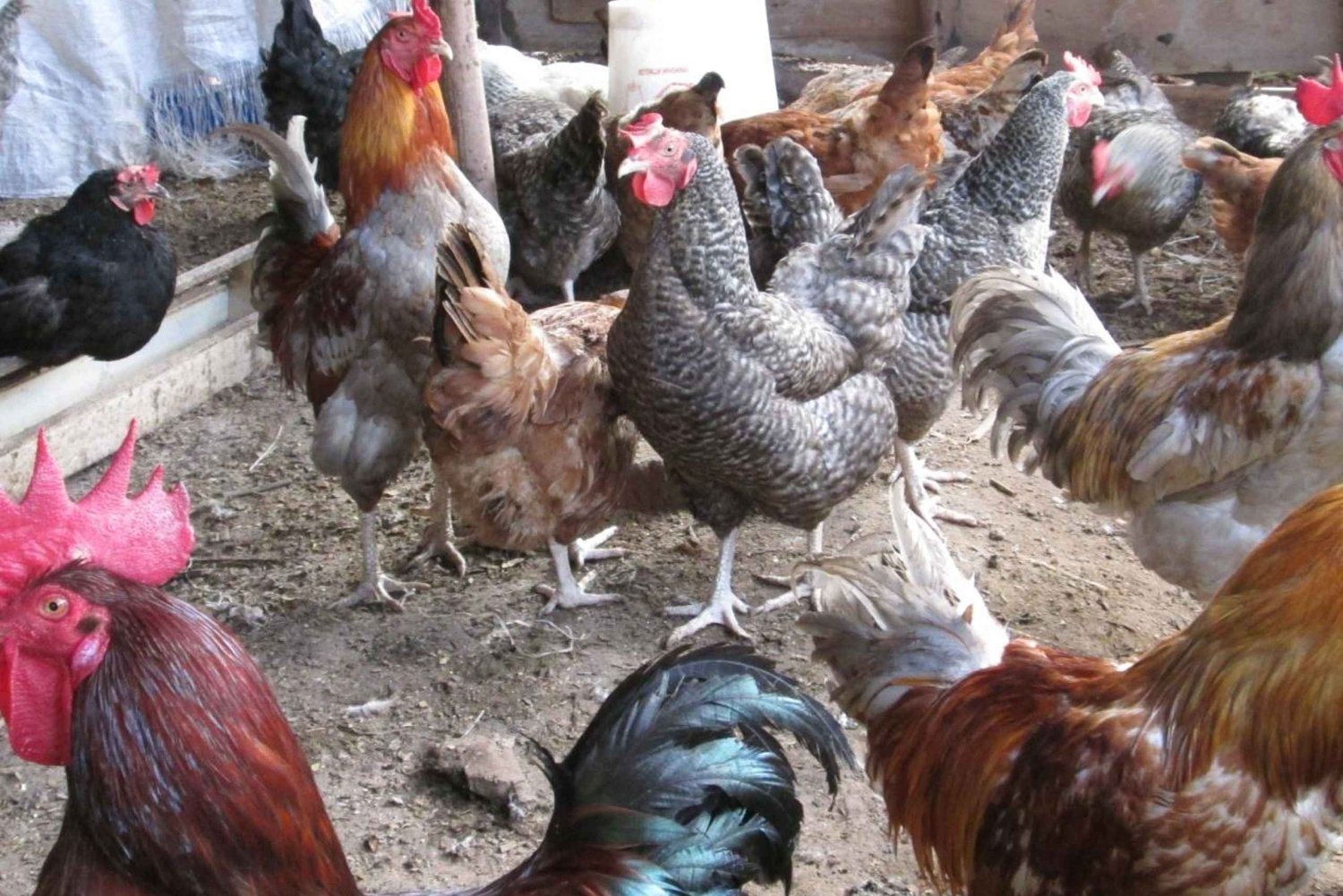 ZANZIBAR: Krydderifarm, Salam-grotten, svøm med skildpadder og Rock Restaurant