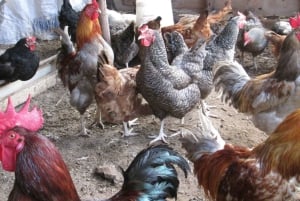 ZANZIBAR: Farma przypraw, jaskinia Salam, pływanie z żółwiami i restauracja Rock