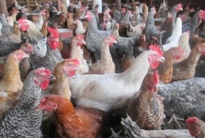 ZANZIBAR: Farma przypraw, jaskinia Salam, pływanie z żółwiami i restauracja Rock