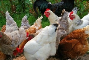 ZANZIBAR: Farma przypraw, jaskinia Salam, pływanie z żółwiami i restauracja Rock