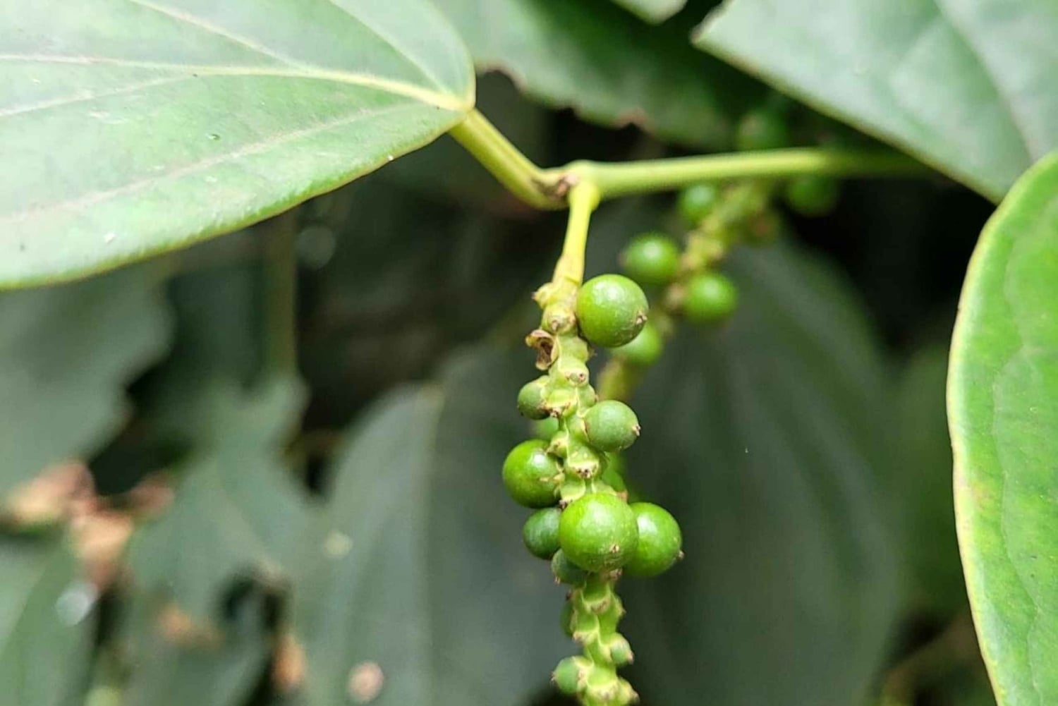 Zanzíbar: visita privada a una plantación de especias con guía.