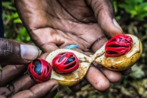 Zanzíbar: visita privada a una plantación de especias con guía.