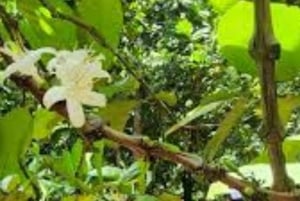 Zanzíbar: visita privada a una plantación de especias con guía.