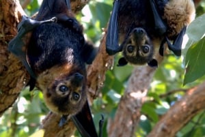 The Rock, Jozani-skogen, Kuza-hulen og Paje-stranden