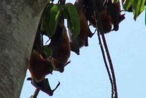 The Rock, Jozani-skogen, Kuza-hulen og Paje-stranden
