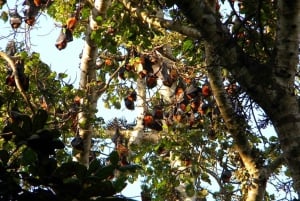 The Rock, Jozani-skogen, Kuza-hulen og Paje-stranden