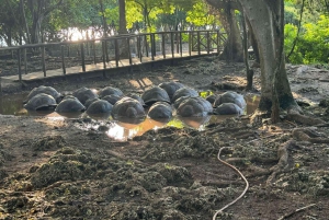 Zanzibar: Floresta Joani, Centro de Borboletas e Caverna Ngonga