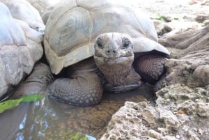 Zanzibar: Floresta Joani, Centro de Borboletas e Caverna Ngonga