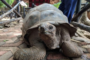 Zanzibar: Floresta Joani, Centro de Borboletas e Caverna Ngonga