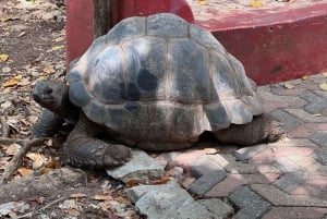 Zanzibar: Floresta Joani, Centro de Borboletas e Caverna Ngonga