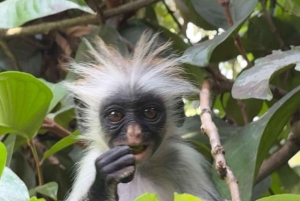 Zanzibar: Floresta Joani, Centro de Borboletas e Caverna Ngonga