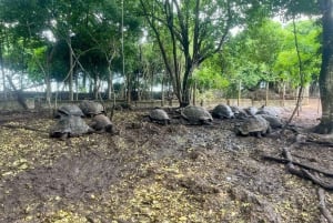 Zanzibar: Floresta Joani, Centro de Borboletas e Caverna Ngonga