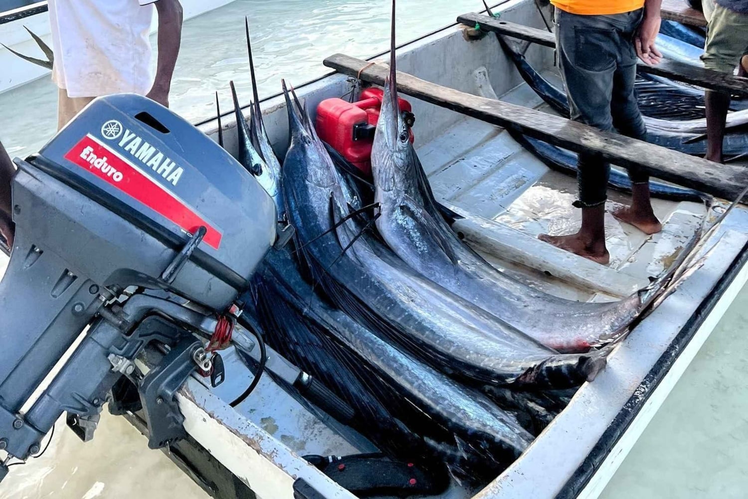 SANSIBAR FISCHEN ERFAHRUNG