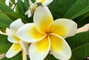 Zanzibar: Tur til blomsterhage og kaffeplantasje