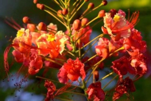 Zanzibar: Flower Garden, Hike & Tuk Tuk Tour