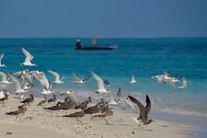 Sansibarin kokopäiväristeily hiekkarannalla ja saarella