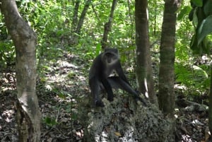 Zanzibar full day Jozani forest + Spice farm and stone town