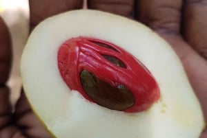 Zanzibar full day Jozani forest + Spice farm and stone town