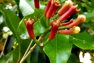 Zanzibar, cały dzień Las Jozani + Farma przypraw i kamienne miasto