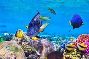 ザンジバル：サファリブルー＆ブルーラグーン1日ツアー（シュノーケリング付き）